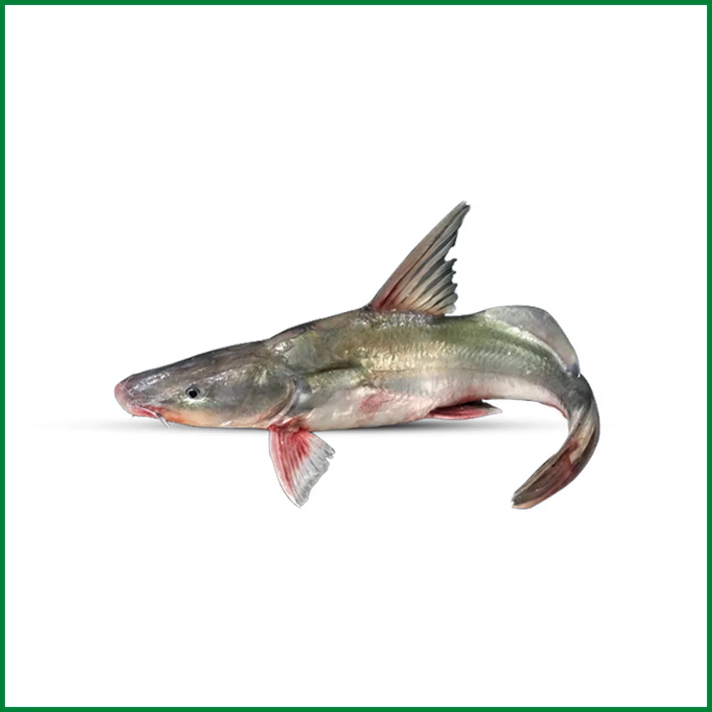 AYAR FISH (10KG+)