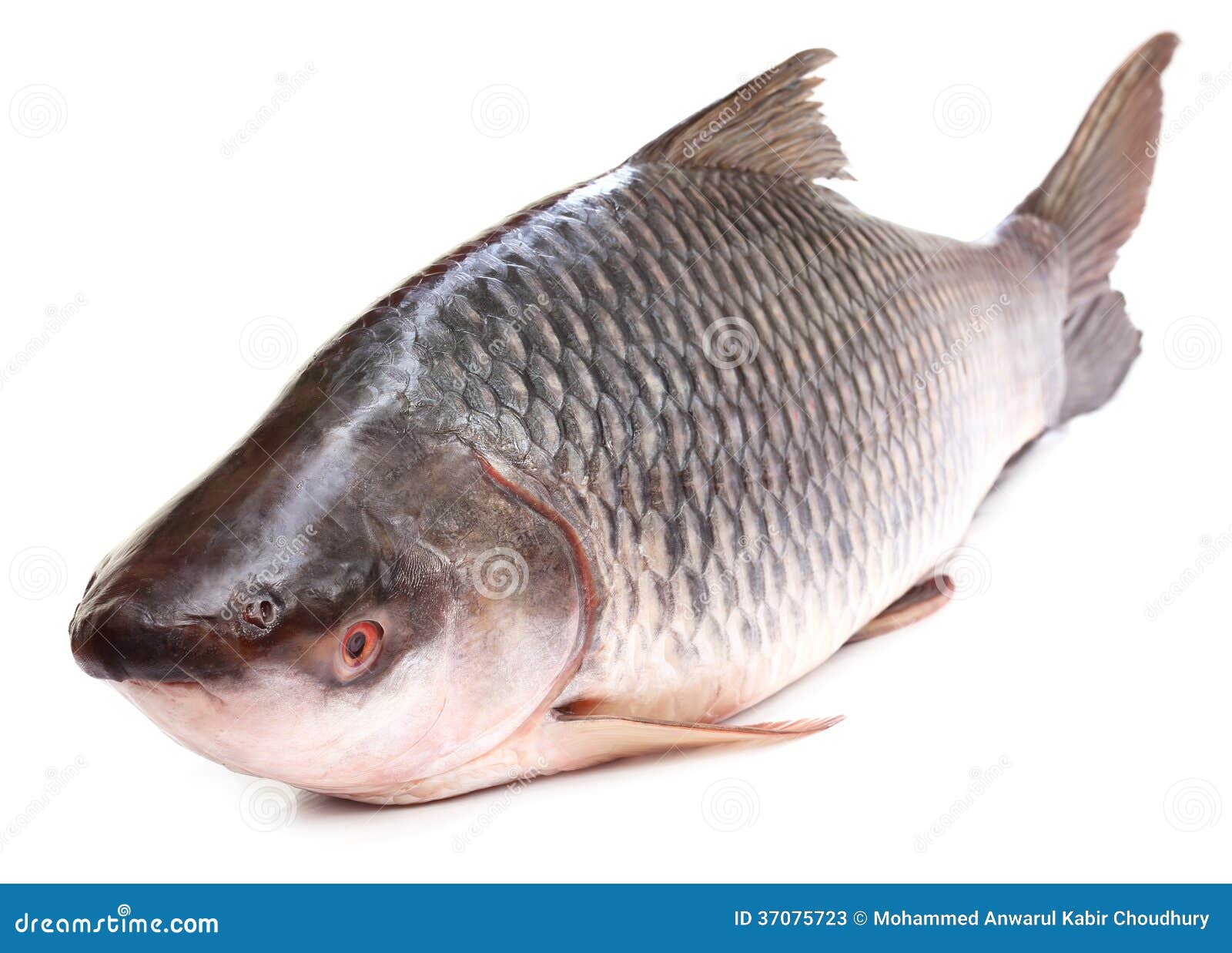 Rui Fish up to 2kg Local