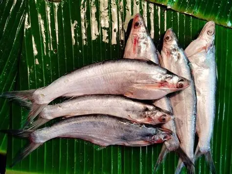 BACHA FISH